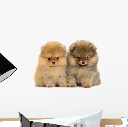 Pomeranian Puppy