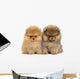 Pomeranian Puppy