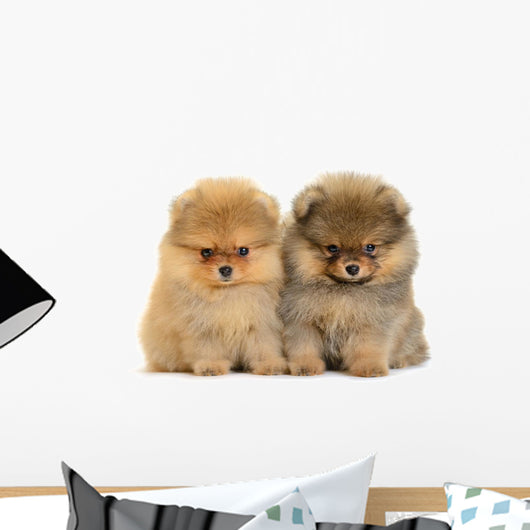 Pomeranian Puppy