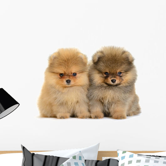 Pomeranian Puppy