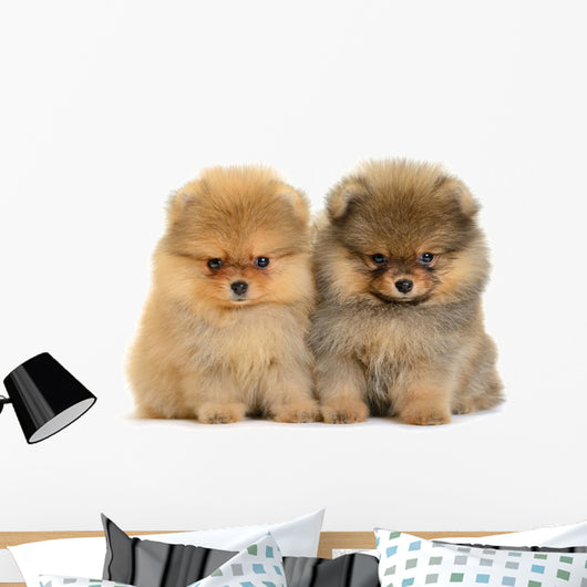 Pomeranian Puppy