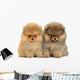 Pomeranian Puppy