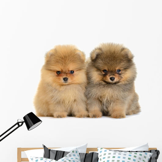 Pomeranian Puppy