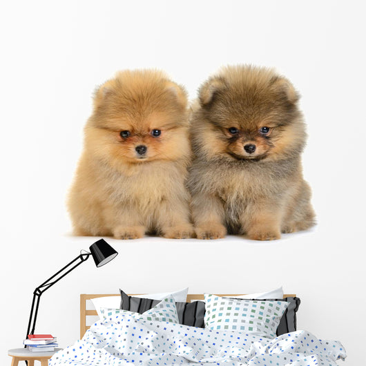 Pomeranian Puppy