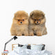 Pomeranian Puppy