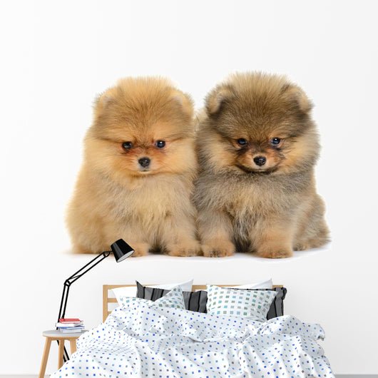 Pomeranian Puppy