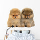 Pomeranian Puppy