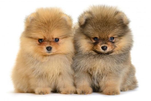Pomeranian Puppy