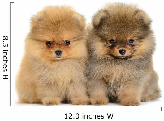 Pomeranian puppy for sale cheap sales