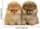 Pomeranian Puppy