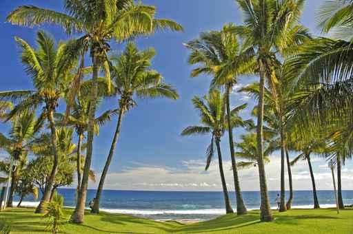 Grand Anse Beach Palm Trees Wall Decal
