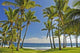 Grand Anse Beach Palm Trees Wall Decal