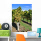 Vineyard Wall Decal