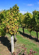 Vineyard Wall Decal