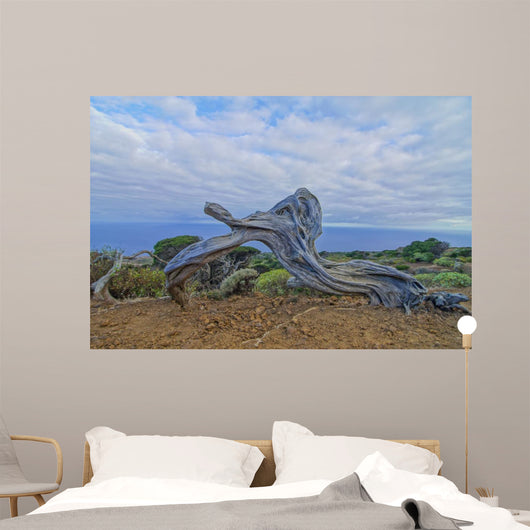 Gnarled Juniper Tree Shaped
