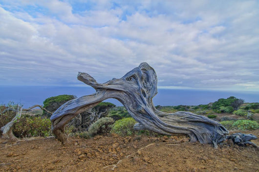 Gnarled Juniper Tree Shaped