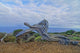Gnarled Juniper Tree Shaped