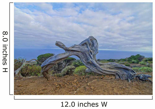 Gnarled Juniper Tree Shaped