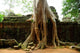 Ruin Angkor Temple Cambodia Wall Decal