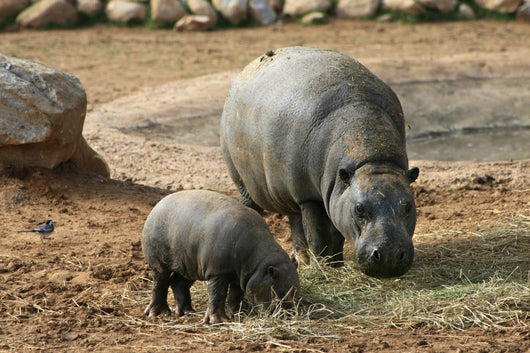Pygmy Hippo With Baby Wall Mural