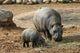Pygmy Hippo With Baby Wall Mural