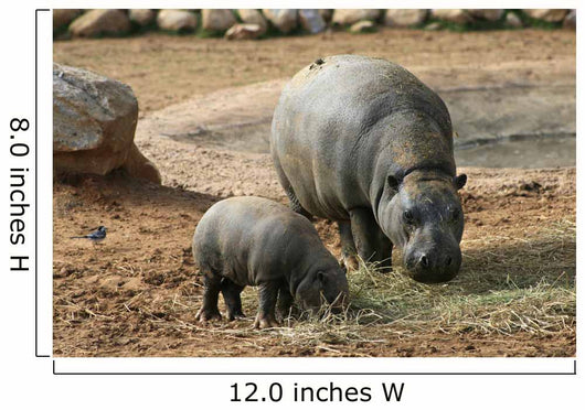 Pygmy Hippo With Baby Wall Mural
