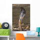Snake-Black Pakastani Cobra Wall Mural
