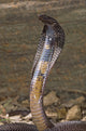 Snake-Black Pakastani Cobra Wall Mural