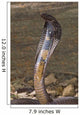 Snake-Black Pakastani Cobra Wall Mural