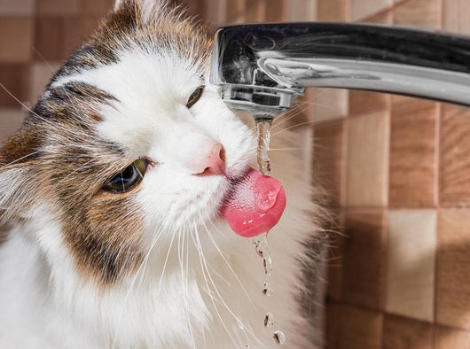 Cat Drinking Water Bathroom Wall Decal