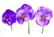 Pansies Wall Decal