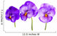 Pansies Wall Decal