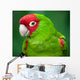 Portrait Red and Green Wall Decal