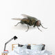 la mouche Wall Decal
