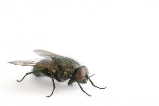 la mouche Wall Decal