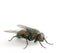 la mouche Wall Decal