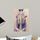 Human Skeleton Back Vertebral