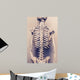 Human Skeleton Back Vertebral