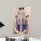 Human Skeleton Back Vertebral