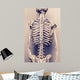 Human Skeleton Back Vertebral