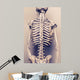 Human Skeleton Back Vertebral