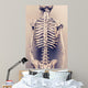 Human Skeleton Back Vertebral