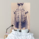 Human Skeleton Back Vertebral