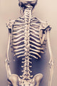 Human Skeleton Back Vertebral