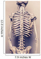 Human Skeleton Back Vertebral