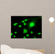 Fluorescent Cells Biology and