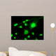 Fluorescent Cells Biology and