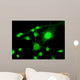 Fluorescent Cells Biology and