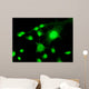 Fluorescent Cells Biology and