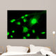 Fluorescent Cells Biology and